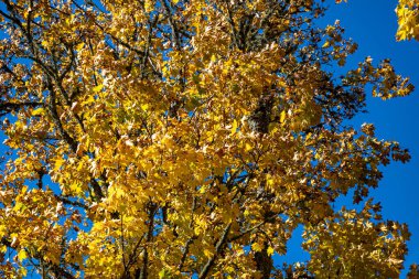 Mavi gökyüzüne karşı renkli ve parlak yapraklar, doğada sonbahar renkleri, sarı yapraklar