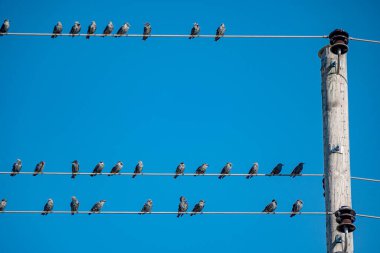 Kablolarda oturan küçük kuşlar, ilkbahar ve sonbaharda kuş göçü, sonbahar manzarası.