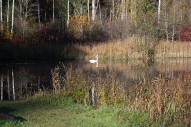 Durgun su yüzeyine sahip renkli sonbahar manzarası, renkli yansımalar, gölde yüzen beyaz kuğu, sonbahar