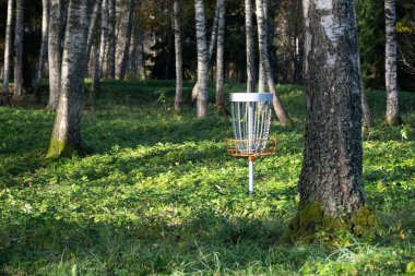 Sonbahar sabahının erken saatlerinde huş ağacının korusunda güneş ışınları ağaç gövdelerini aydınlatır, ağaçlar arasında golf sepetleri, bulanık arka plan.