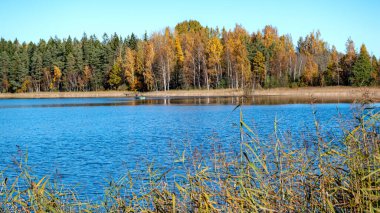 Göl kıyısında renkli ağaçlarla dolu renkli sonbahar manzarası, sonbahar doğası, bir sonbahar günü güneşli ağaçlar, Letonya