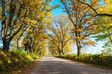 Renkli sonbahar manzarası bir yol ve eski bir ağaç yolu, sonbahar doğası, bir sonbahar günü güneşli ağaçlar, Letonya