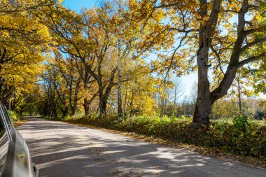 Renkli sonbahar manzarası bir yol ve eski bir ağaç yolu, sonbahar doğası, bir sonbahar günü güneşli ağaçlar, Letonya