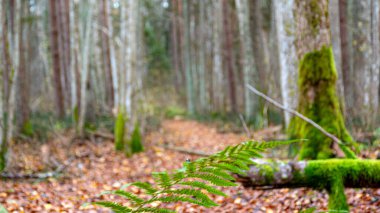 Orman arka planında sisli, ruhani bir tablo, arka planda soluk kahverengi ve gri tonlar, barışçıl, gizemli bir atmosfer, devrilmiş ağaç yaprakları ve ön plandaki son yeşil bitkiler yaratıyor..