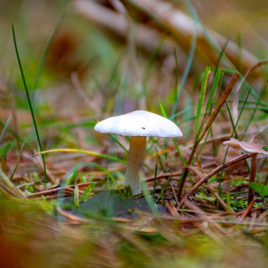 Orman arka planı sisli, arka plan bulanık, arka planda soluk kahverengi ve gri tonlar, ön planda sonbahar mantarı, sonbaharda orman