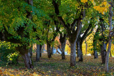 Sonbaharda ıhlamur ağaçları, sonbaharda cennet bahçeleri, renkli yapraklı ıhlamur sokakları, sonbahar gününde parktaki eski ıhlamur sokakları, yere düşen sarı ağaç yaprakları, Katvari Malikanesi, Letonya, sonbahar