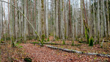 Orman arka planında sisli, ruhani bir tablo, arka planda soluk kahverengi ve gri tonlar, barışçıl, gizemli bir atmosfer, devrilmiş ağaç yaprakları ve ön plandaki son yeşil bitkiler yaratıyor..