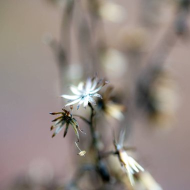 Sonbahar mevsimi havası, ön planda son yapraklar, bitkiler, doğada sonbahar mevsimi, sonbaharda Letonya doğası