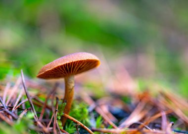 Orman arka planı sisli, arka plan bulanık, arka planda soluk kahverengi ve gri tonlar, ön planda sonbahar mantarı, sonbaharda orman