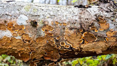 Sonbahar mevsimi havası, ön planda son yapraklar, bitkiler, doğada sonbahar mevsimi, sonbaharda Letonya doğası