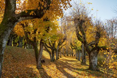 Sonbaharda ıhlamur ağaçları, sonbaharda cennet bahçeleri, renkli yapraklı ıhlamur sokakları, sonbahar gününde parktaki eski ıhlamur sokakları, yere düşen sarı ağaç yaprakları, Katvari Malikanesi, Letonya, sonbahar