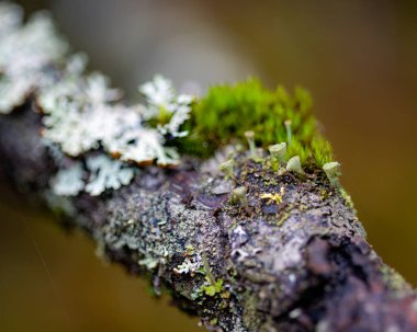 Sonbahar mevsimi havası, ön planda son yapraklar, bitkiler, doğada sonbahar mevsimi, sonbaharda Letonya doğası