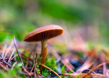 Orman arka planı sisli, arka plan bulanık, arka planda soluk kahverengi ve gri tonlar, ön planda sonbahar mantarı, sonbaharda orman