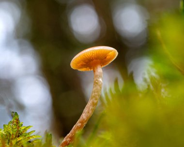 Orman arka planı sisli, arka plan bulanık, arka planda soluk kahverengi ve gri tonlar, ön planda sonbahar mantarı, sonbaharda orman