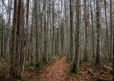 Orman arka planında sisli, ruhani bir tablo, arka planda soluk kahverengi ve gri tonlar, barışçıl, gizemli bir atmosfer, devrilmiş ağaç yaprakları ve ön plandaki son yeşil bitkiler yaratıyor..
