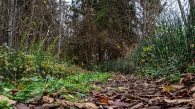 Orman arka planında sisli, ruhani bir tablo, arka planda soluk kahverengi ve gri tonlar, barışçıl, gizemli bir atmosfer, devrilmiş ağaç yaprakları ve ön plandaki son yeşil bitkiler yaratıyor..