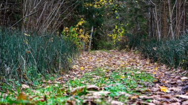 Orman arka planında sisli, ruhani bir tablo, arka planda soluk kahverengi ve gri tonlar, barışçıl, gizemli bir atmosfer, devrilmiş ağaç yaprakları ve ön plandaki son yeşil bitkiler yaratıyor..