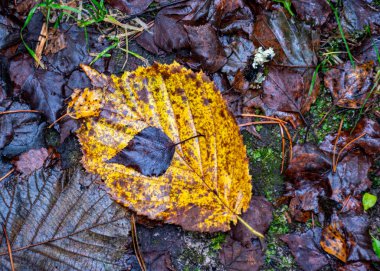 Ormanın arka planında sisli, ruhani tablolar, arka planda soluk kahverengi ve gri tonlar, ön planda yalnız bir ağaç yaprağı, sonbaharda orman