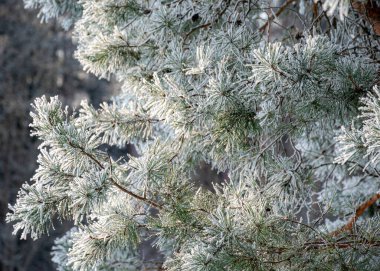 Kış manzarası, arka planda donuk ağaçlar, kış güneşi, bulanık hatlar, dallarda kar, kış