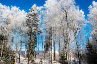 Beyaz kış manzarası, karlı bir tarlada karla kaplı ağaçlarla kaplı, muhteşem manzara, mavi gökyüzü arka planı, harika buzlu ağaçlar, Letonya