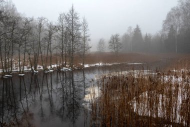 Nehirli sisli bahar manzarası, sudaki ağaçların yansımaları, arka plandaki bulanık ağaç anahatları, nemli ve bulutlu bahar, Letonya