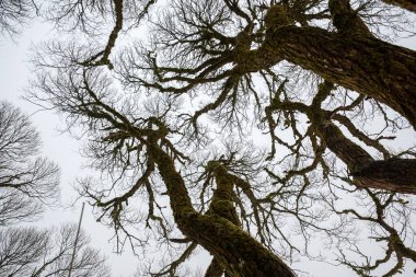 güzel, zıt ağaç dalları gökyüzüne karşı, sis uzaktaki dalları solduruyor, uzamsal etki, grafik çizim, Letonya