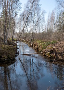 Bataklık çukurlu manzara, kenarları boyunca beyaz huş ağaçları, sudaki yansımalar, bataklıktaki bahar.