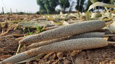 Hindistan 'daki İnci Millet Sahası