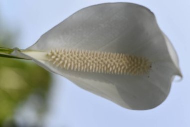 Fotografa makro flores