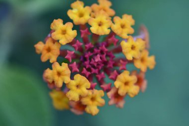 Fotografa makro flores