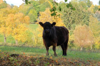 Almanya 'da Kara Galloway Sığırları Çayırda