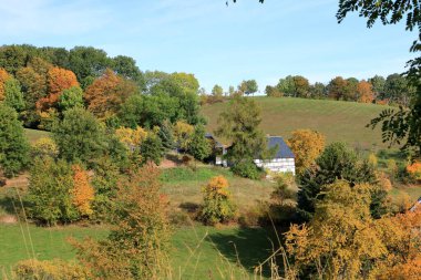 Çimenli çayır ve mavi gökyüzüne karşı büyük sonbahar ağaçları