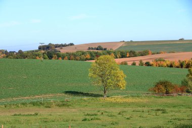 Manzarada sonbaharda güzel sonbahar ağaçları
