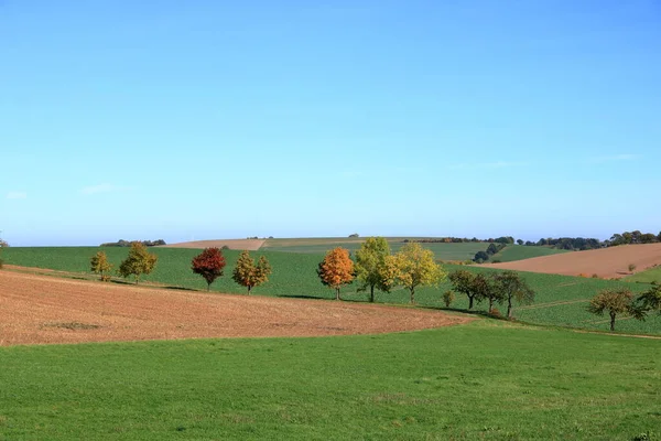 Pradera Con Hierba Grandes Árboles Otoñales Contra Cielo Azul — Foto de Stock