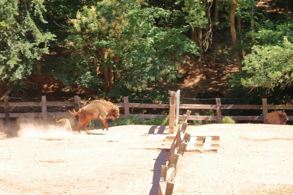 European Bisons Wildlife Park Silz Palatinate Germany — Stock fotografie