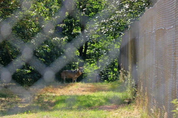 Wolf Hond Opgesloten Achter Een Hek Het Wildpark Silz Palts — Stockfoto