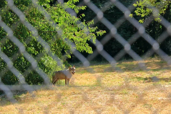 Cão Lobo Trancado Atrás Uma Cerca Parque Vida Selvagem Silz — Fotografia de Stock