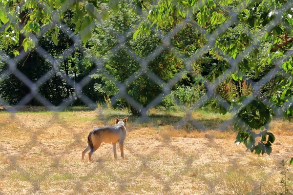 Cão Lobo Trancado Atrás Uma Cerca Parque Vida Selvagem Silz — Fotografia de Stock