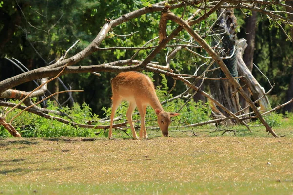 Cervos Ovinos Selvagens Parque Vida Selvagem Silz Palatinado Alemanha — Fotografia de Stock