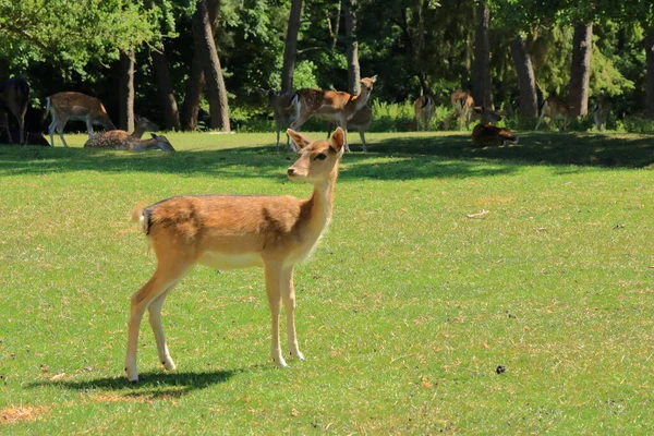 Vahşi Yaşam Parkındaki Vahşi Yumurta Geyiği Almanya Daki Silz Palatinate — Stok fotoğraf