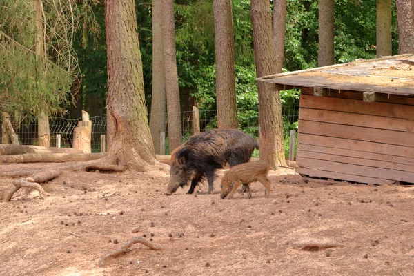 Chilled Family Wild Boar Sus Scrofa Wildlife Park Silz Palatinate — Fotografia de Stock