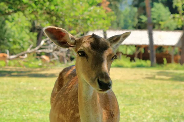 Wilde Reeën Het Wildpark Silz Palts Duitsland — Stockfoto