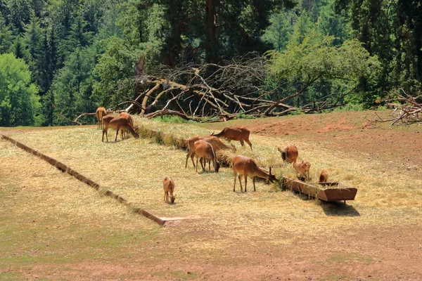 Grupo Veados Vermelhos Elaphus Cervus Parque Vida Selvagem Silz Palatinado — Fotografia de Stock