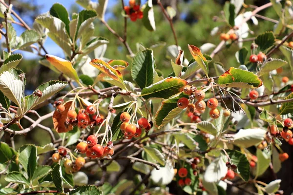 Schließen Sie Die Trauben Der Beeren Der Grünen Weißbuche Sorbus — Stockfoto