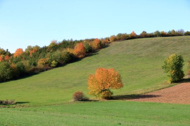 Manzarada sonbaharda güzel sonbahar ağaçları