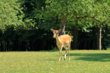 Vahşi yaşam parkındaki vahşi yumurta geyiği Almanya 'daki Silz / Palatinate