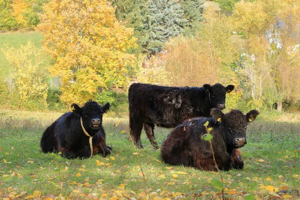 Black Galloway Cattles Лузі Німеччині — стокове фото