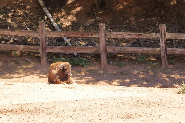 Wisente Wildpark Silz Pfalz — Stockfoto