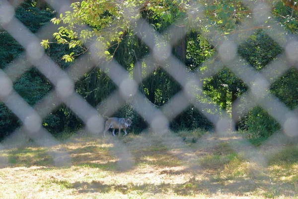 Λυκόσκυλο Κλειδωμένο Πίσω Από Φράχτη Στο Πάρκο Άγριας Ζωής Στο — Φωτογραφία Αρχείου