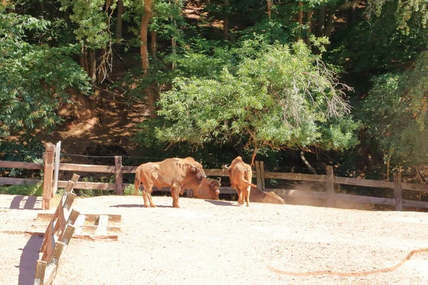 European Bisons Wildlife Park Silz Palatinate Γερμανία — Φωτογραφία Αρχείου